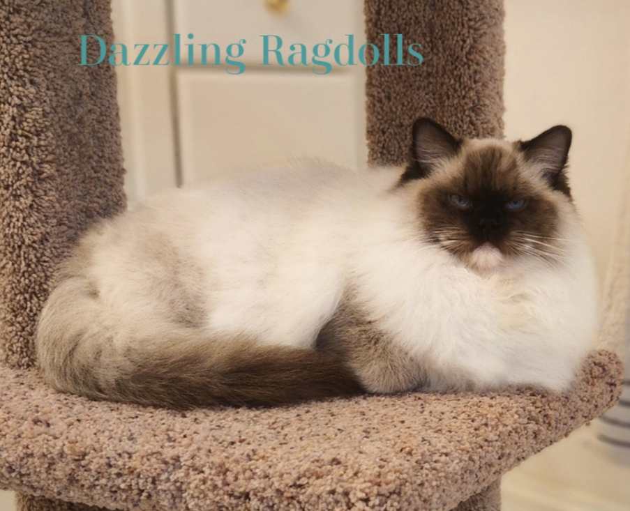 Seal Mitted Ragdoll Maryland
