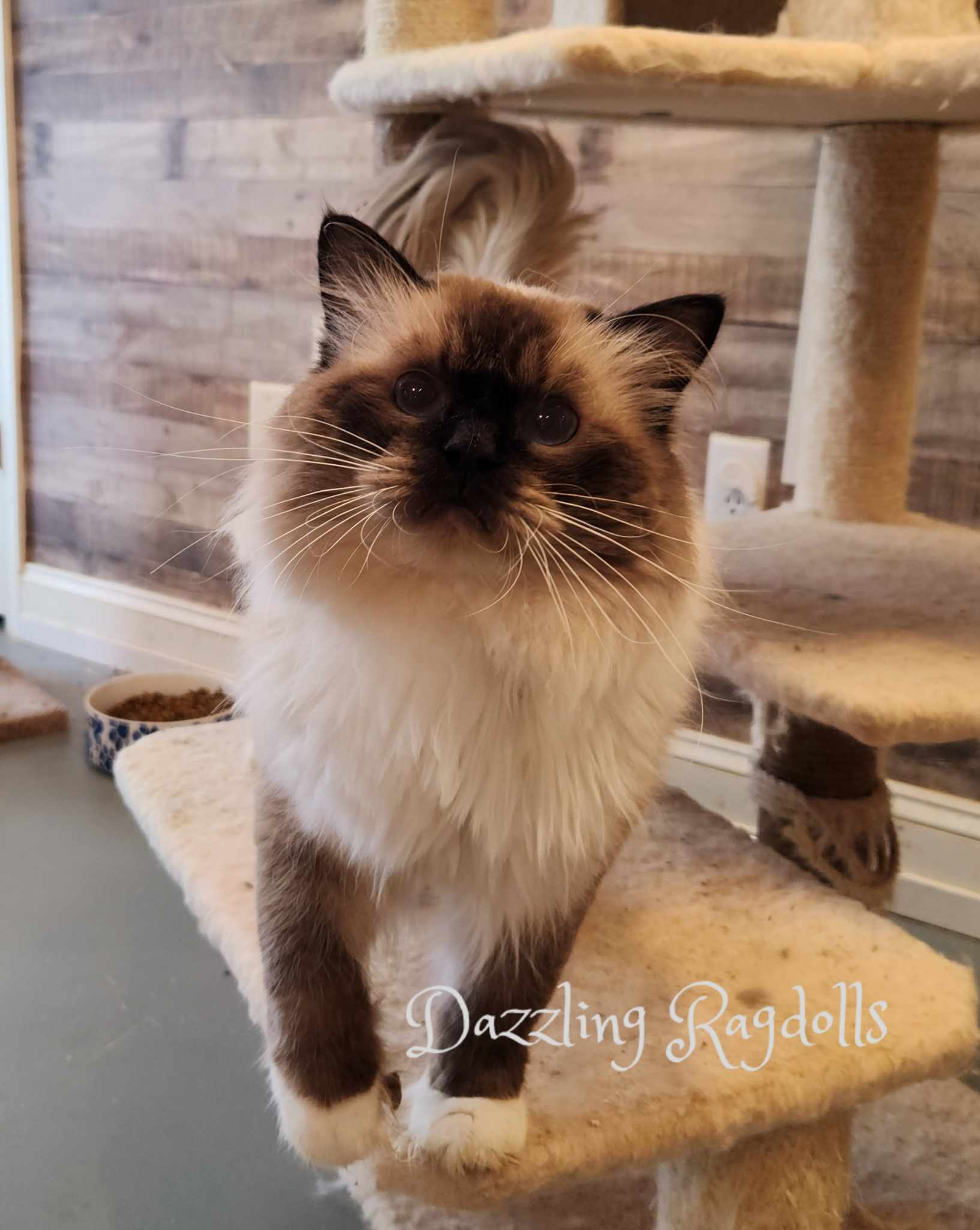 Seal Mitted Ragdoll in Maryland