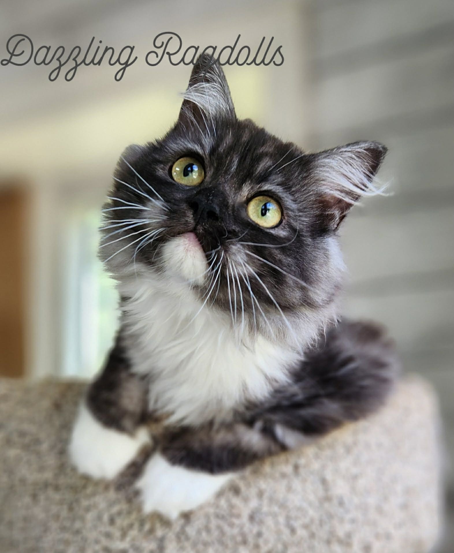 black smoke ragdoll