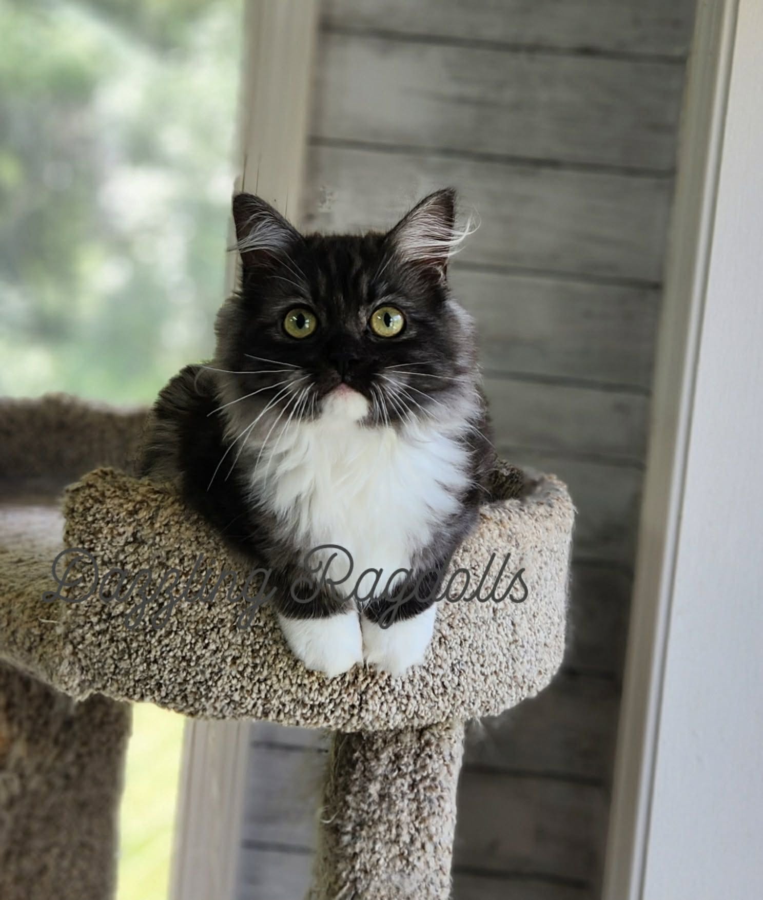 black smoke ragdoll