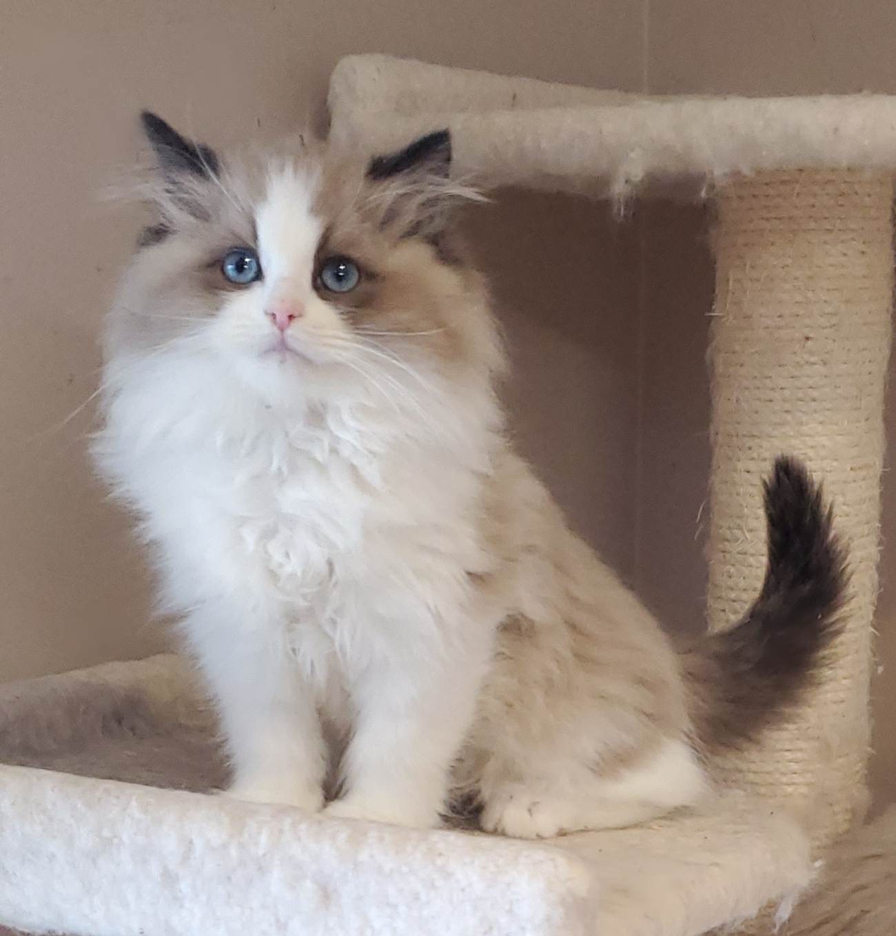 Seal Mink Bicolor Ragdoll