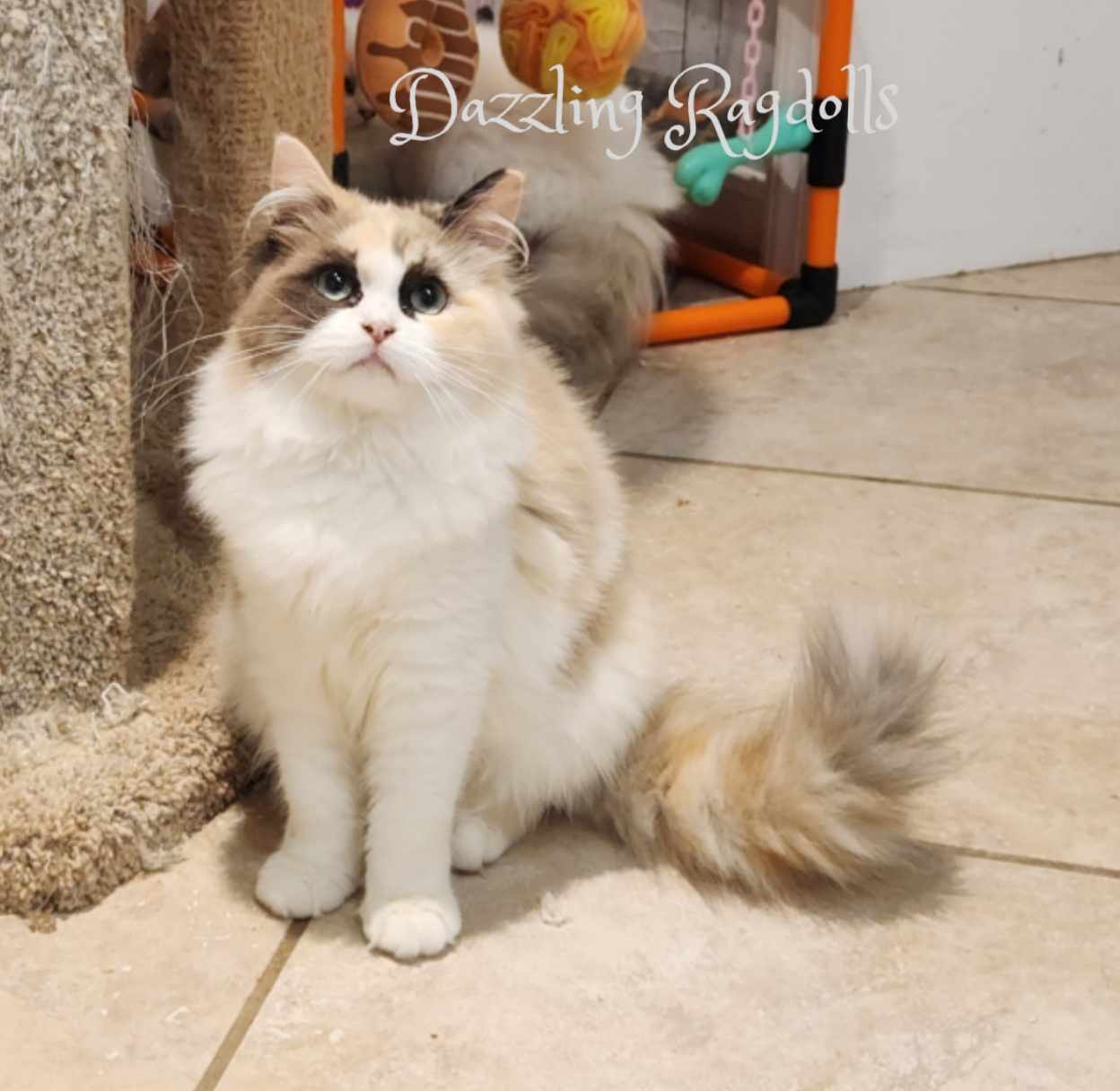 Seal Mink Tortie Bicolor Ragdoll