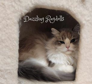Dazzling Ragdolls Cattery - Our Queens - Ragdoll Cats in Maryland