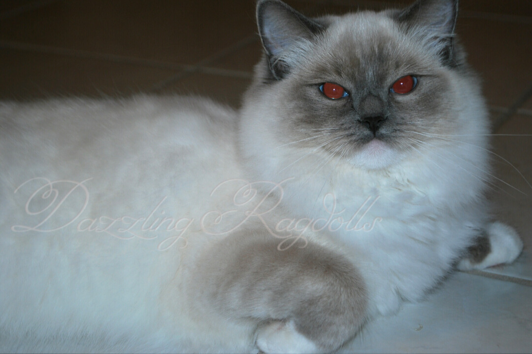 Blue Mitted Ragdoll