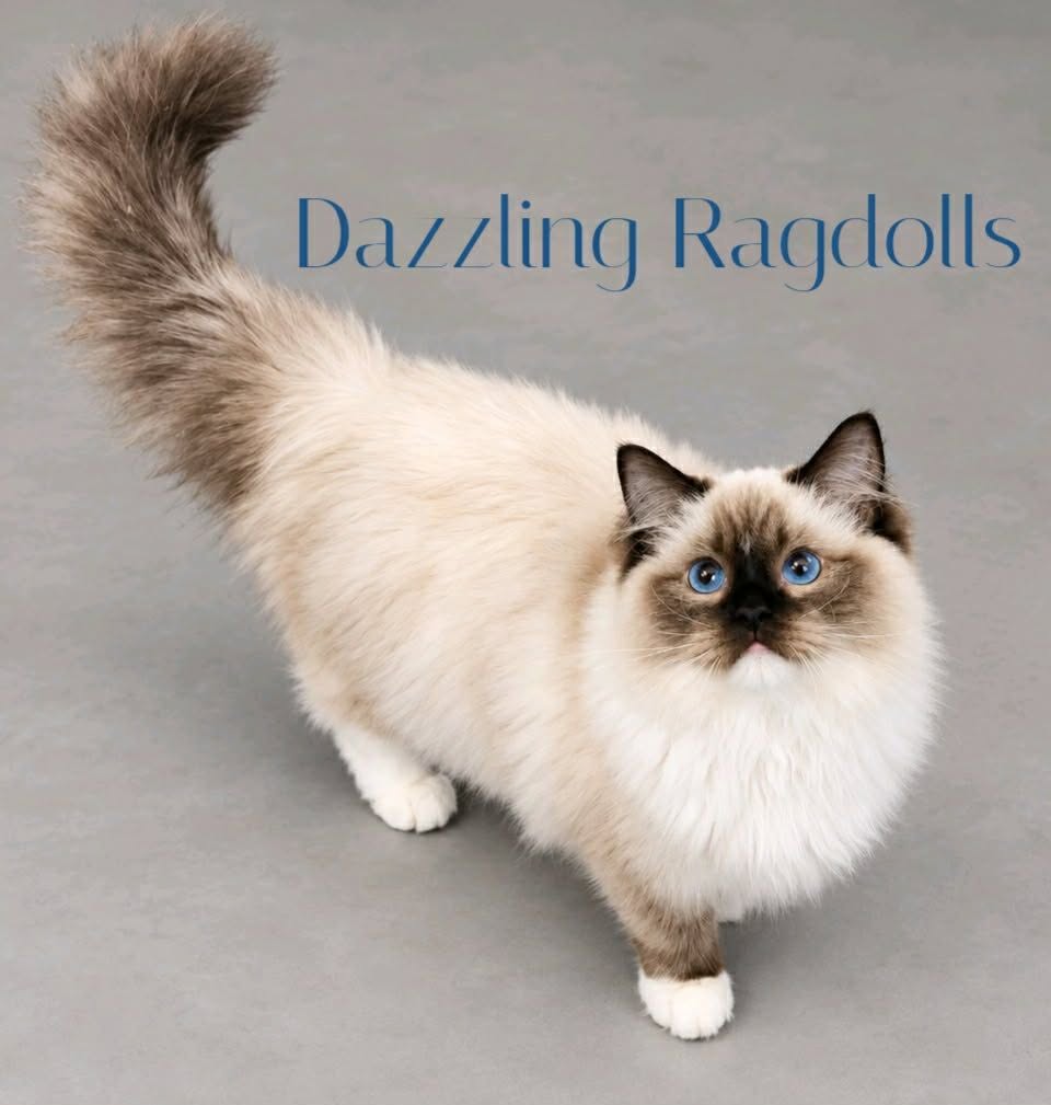 seal mitted ragdoll