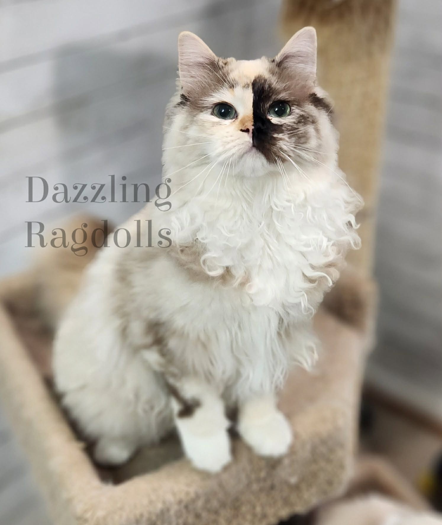 seal tortie mink ragdoll