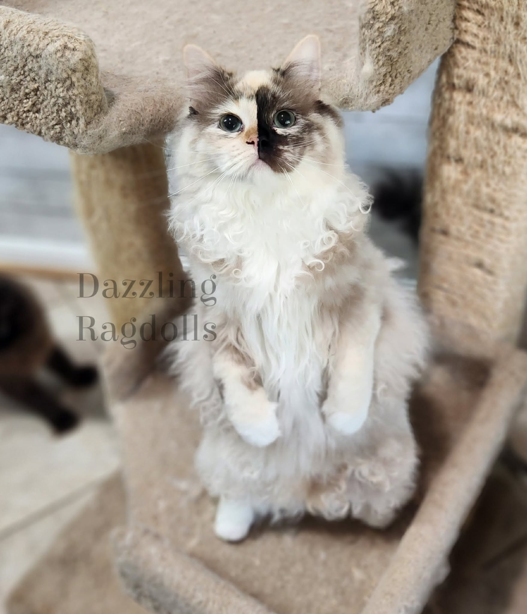 seal tortie mink ragdoll