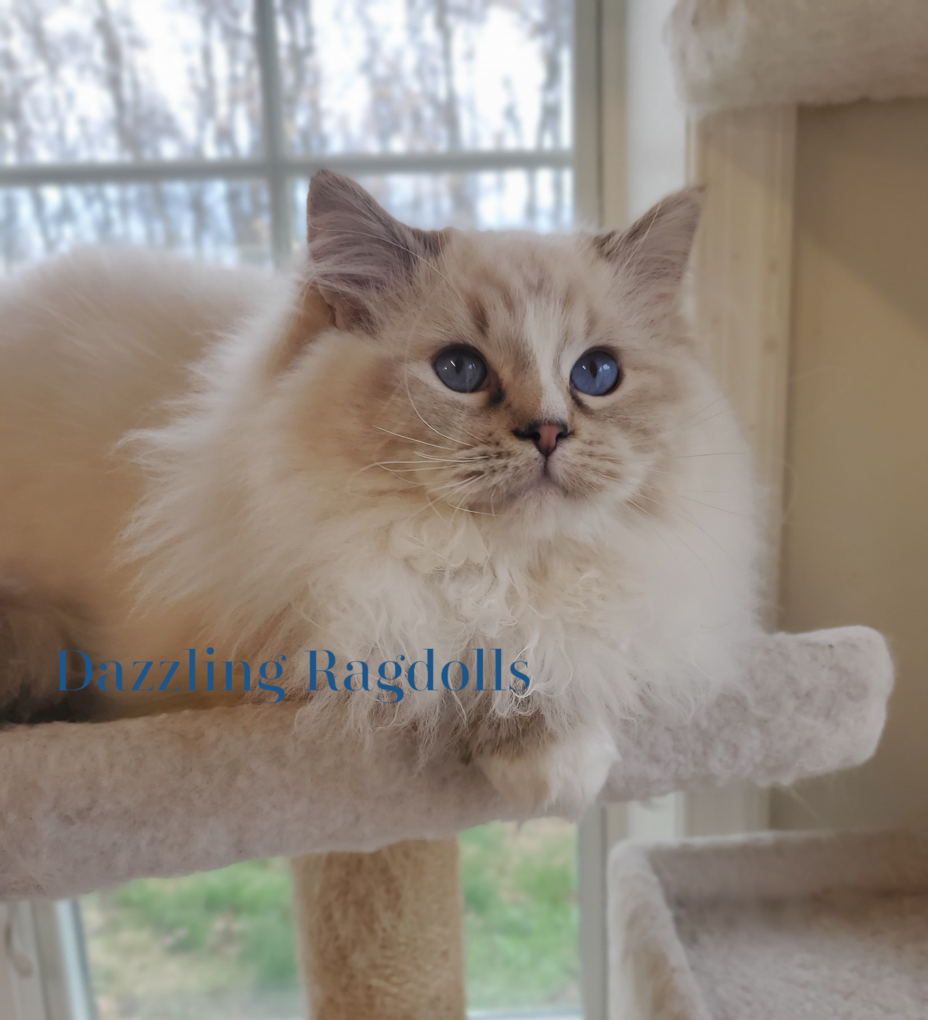 Chocolate Point Lynx Mitted Ragdoll