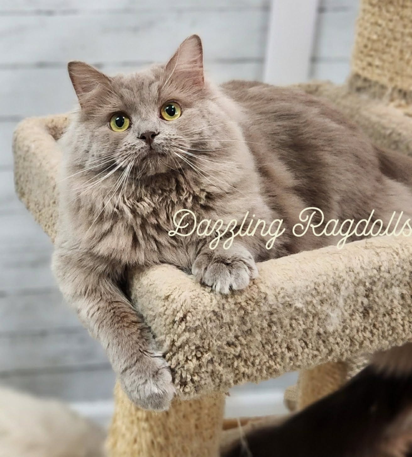 Lilac Solid Cherubim Ragdoll