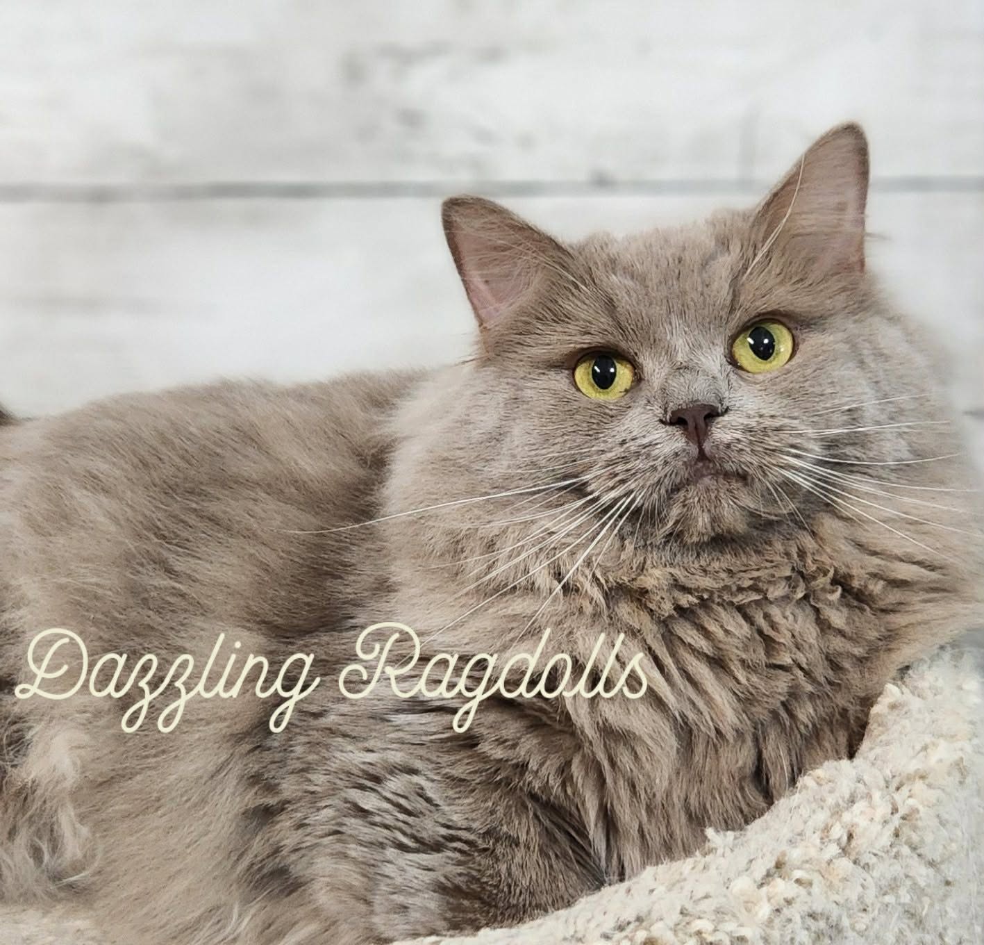 Lilac Solid Cherubim Ragdoll