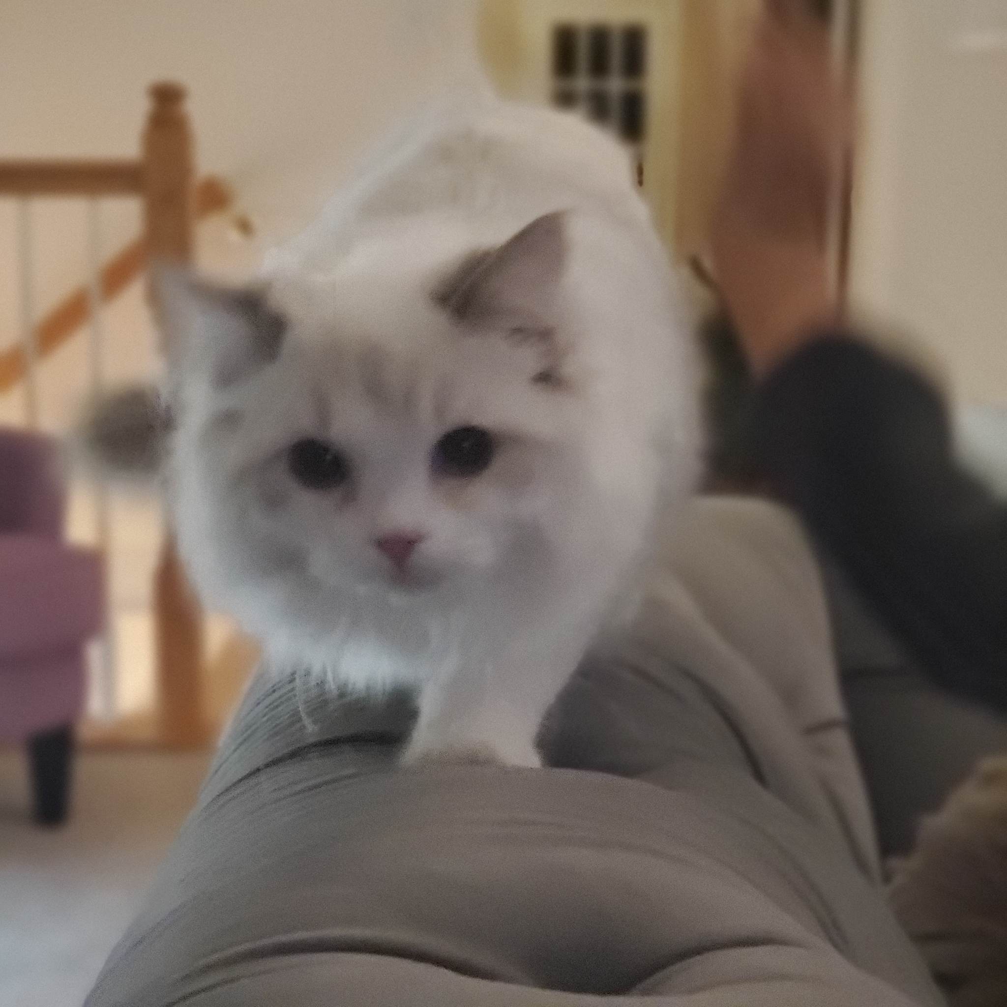 Blue Lynx Bicolor Ragdoll