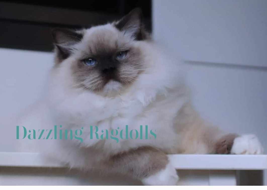 Seal Mitted Ragdoll