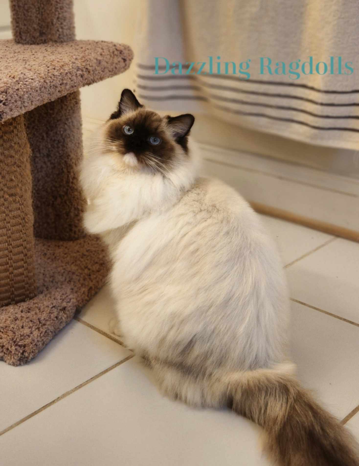 Ragdoll in Maryland