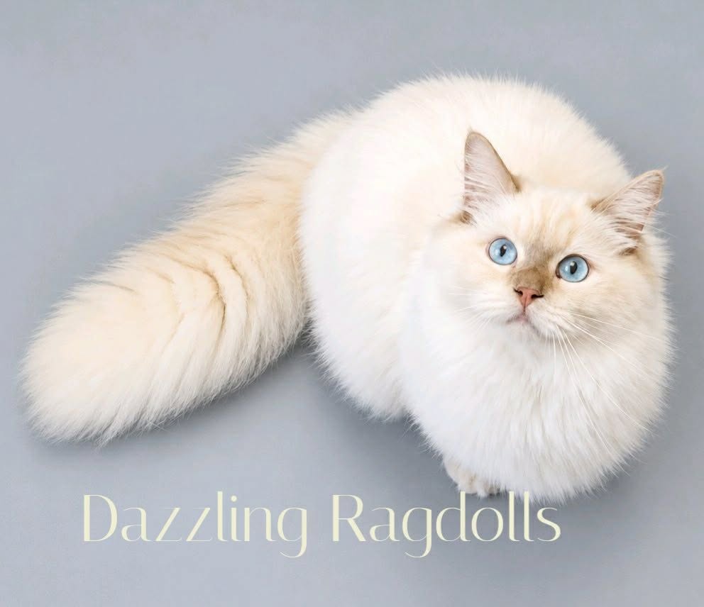 cinnamon mink cherubim  ragdoll