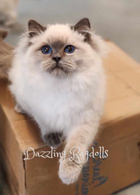 Blue Point Ragdoll