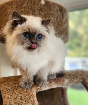 Blue Point Ragdoll