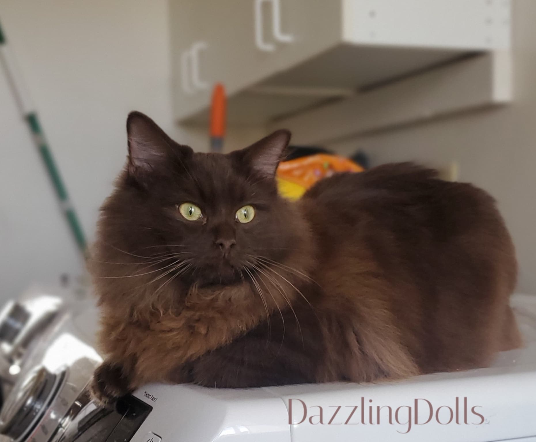 Chocolate Solid Ragdoll