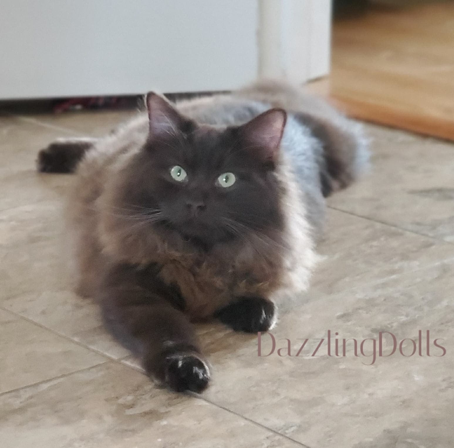 Solid Chocolate Ragdoll