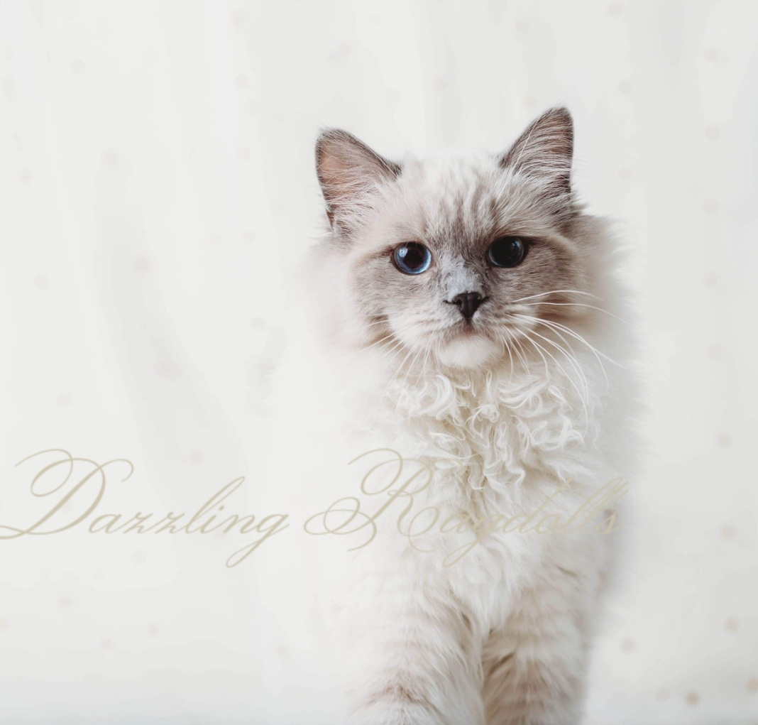 Blue Mitted Ragdoll Cat