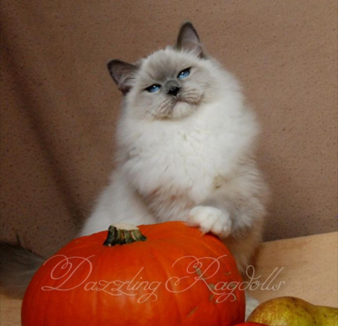 Blue Mitted Ragdoll