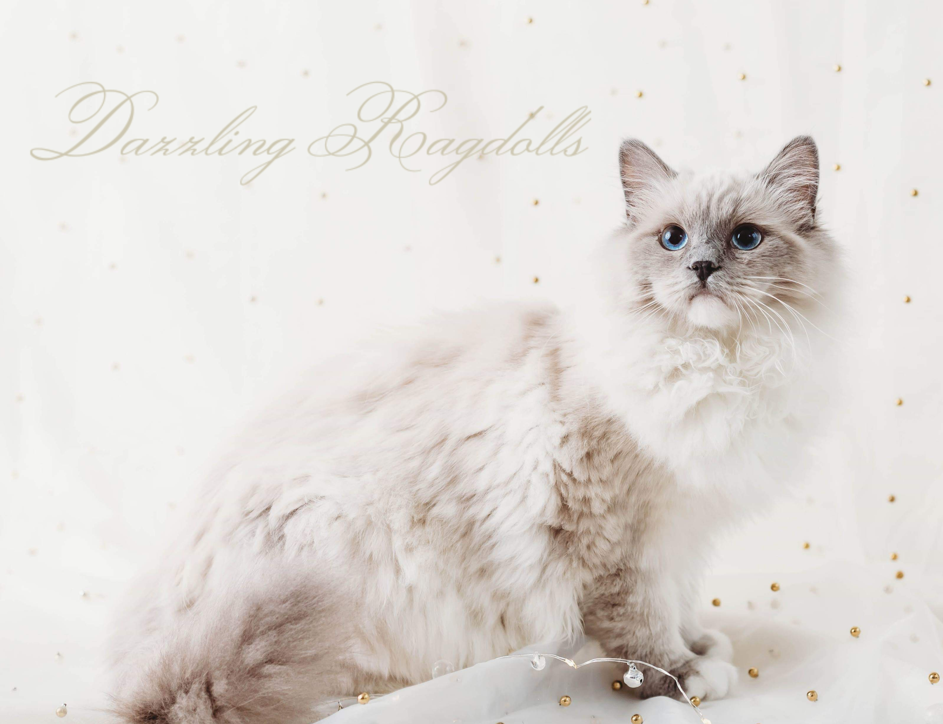 Dazzling Ragdolls - Ragdoll Kittens Photo Gallery | Mt. Airy, Maryland