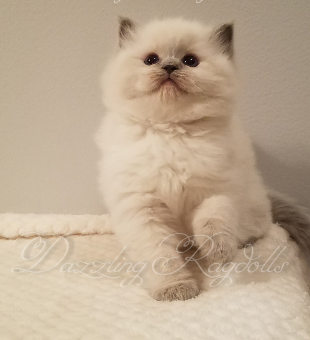 Dazzling Ragdolls - Ragdoll Kittens Photo Gallery | Mt. Airy, Maryland