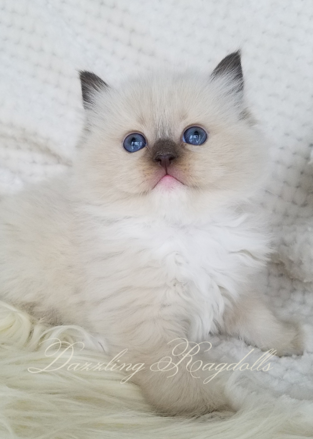 Dazzling Ragdolls - Ragdoll Kittens Photo Gallery | Mt. Airy, Maryland