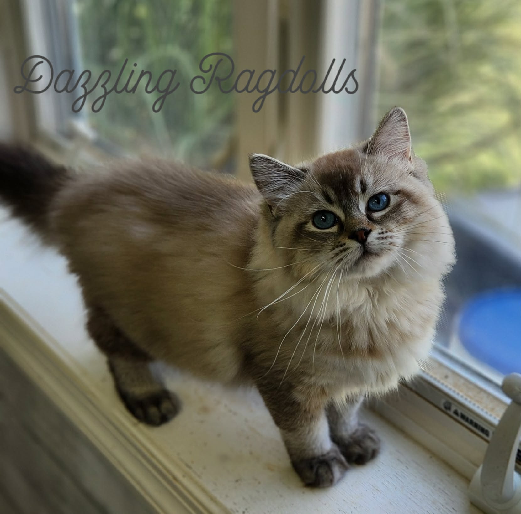 seal lynx mink cherubim  ragdoll