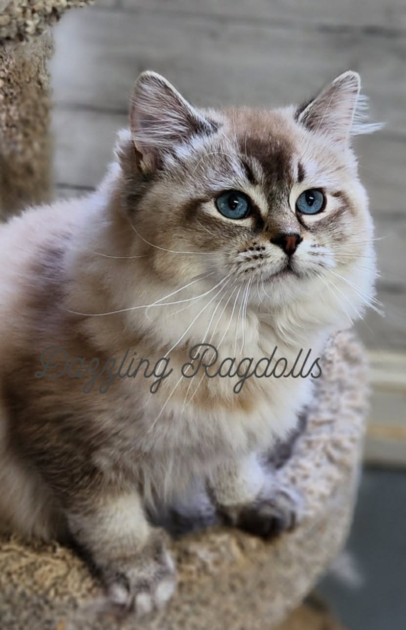 seal lynx mink cherubim  ragdoll