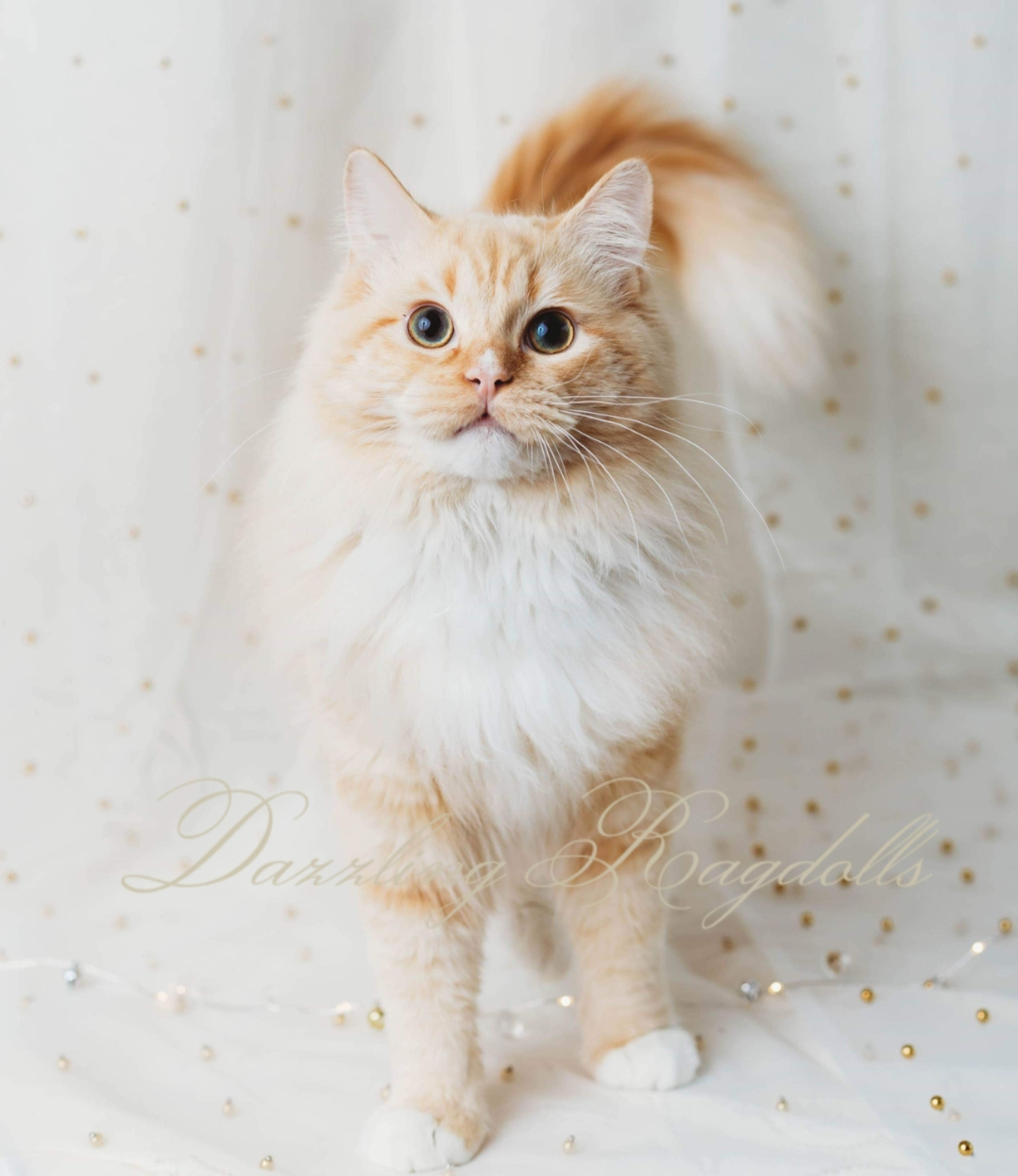 Dazzling Ragdolls - Ragdoll Kittens Photo Gallery | Mt. Airy, Maryland