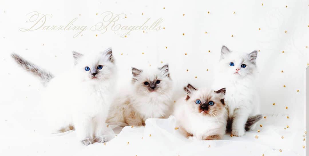 Dazzling Ragdolls Header Image