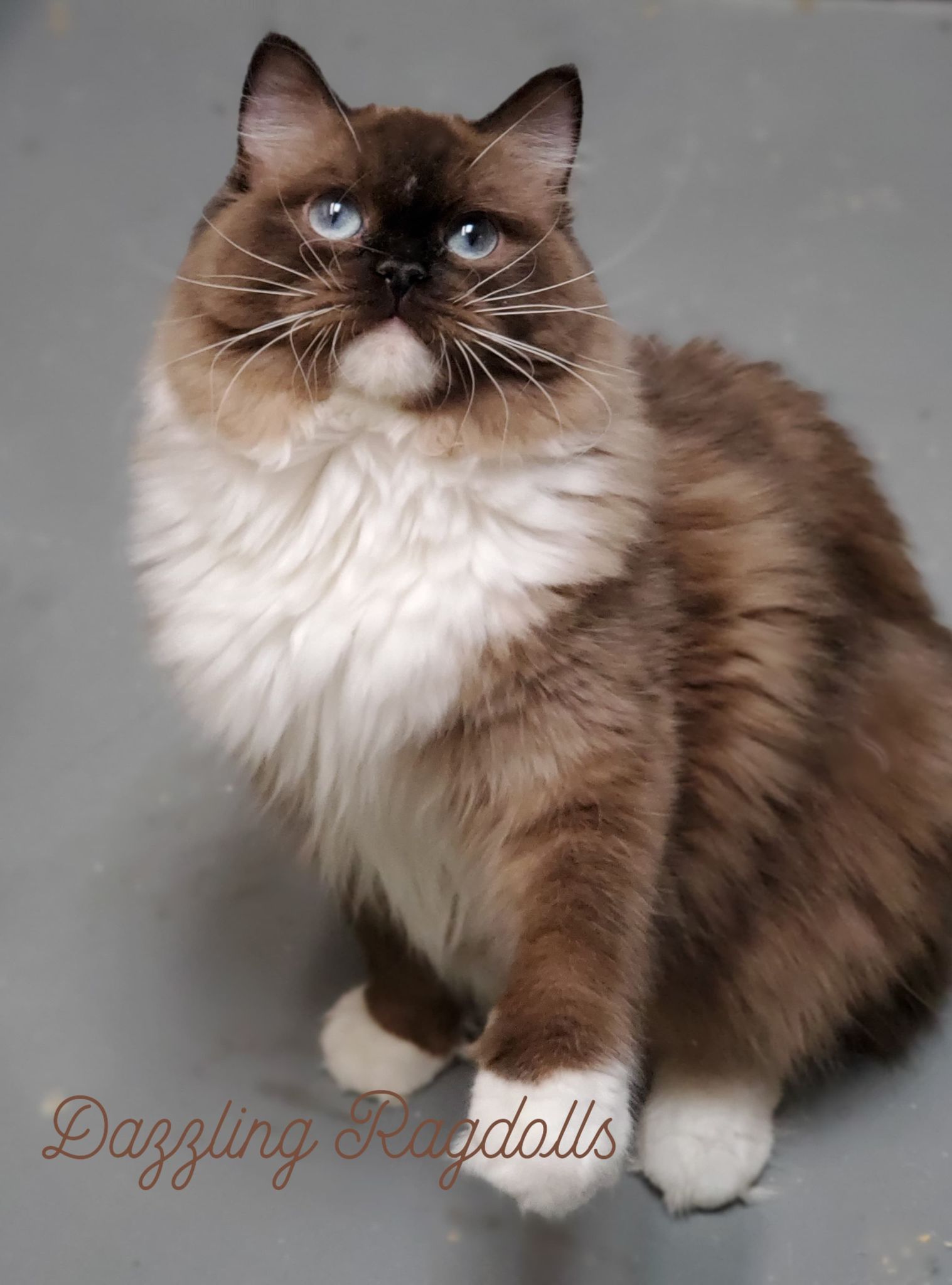 Seal Mink Mitted Ragdoll