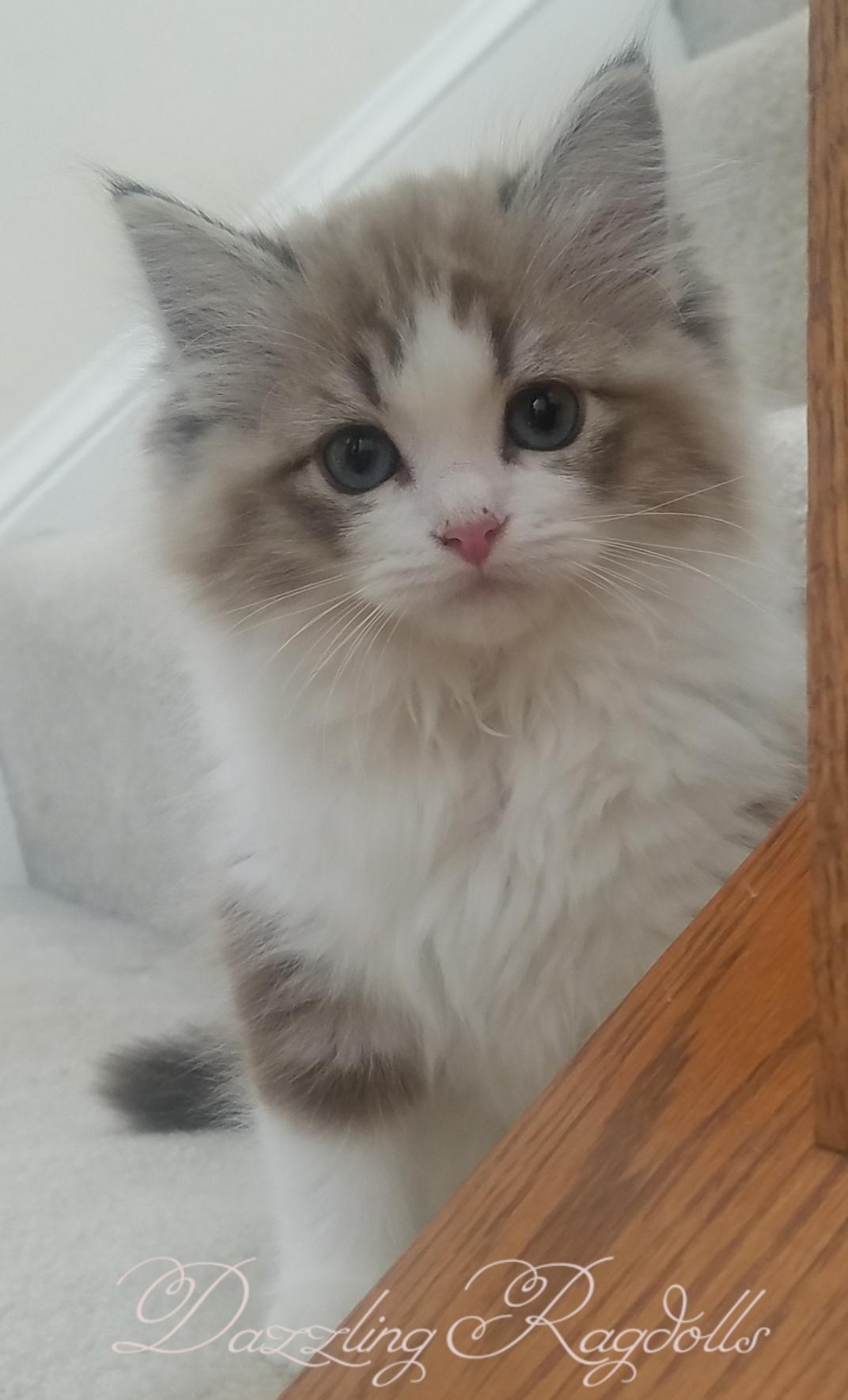 Adopt Ragdoll Kittens in Mt. Airy, Maryland | Dazzling Ragdolls Cattery