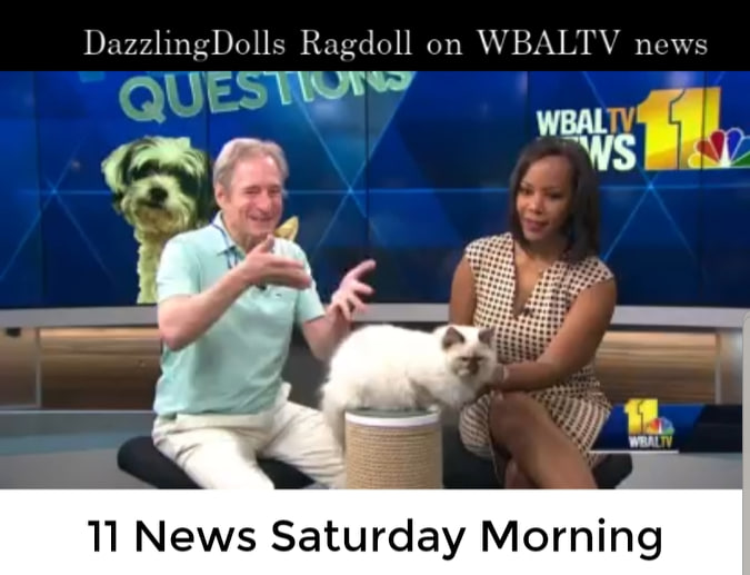 Dazzling Ragdolls in the News