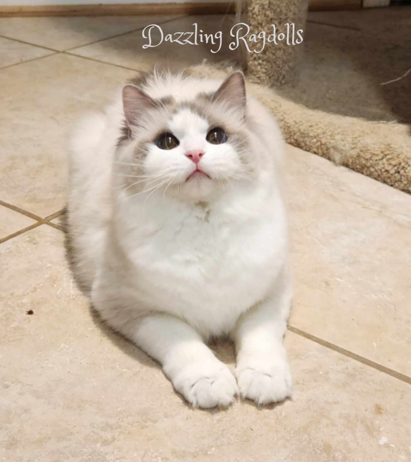 Blue Bicolor Ragdoll