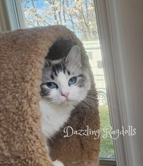 Bicolor Ragdoll