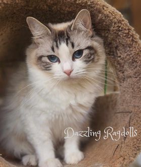 Seal Lynx Bicolor Ragdoll