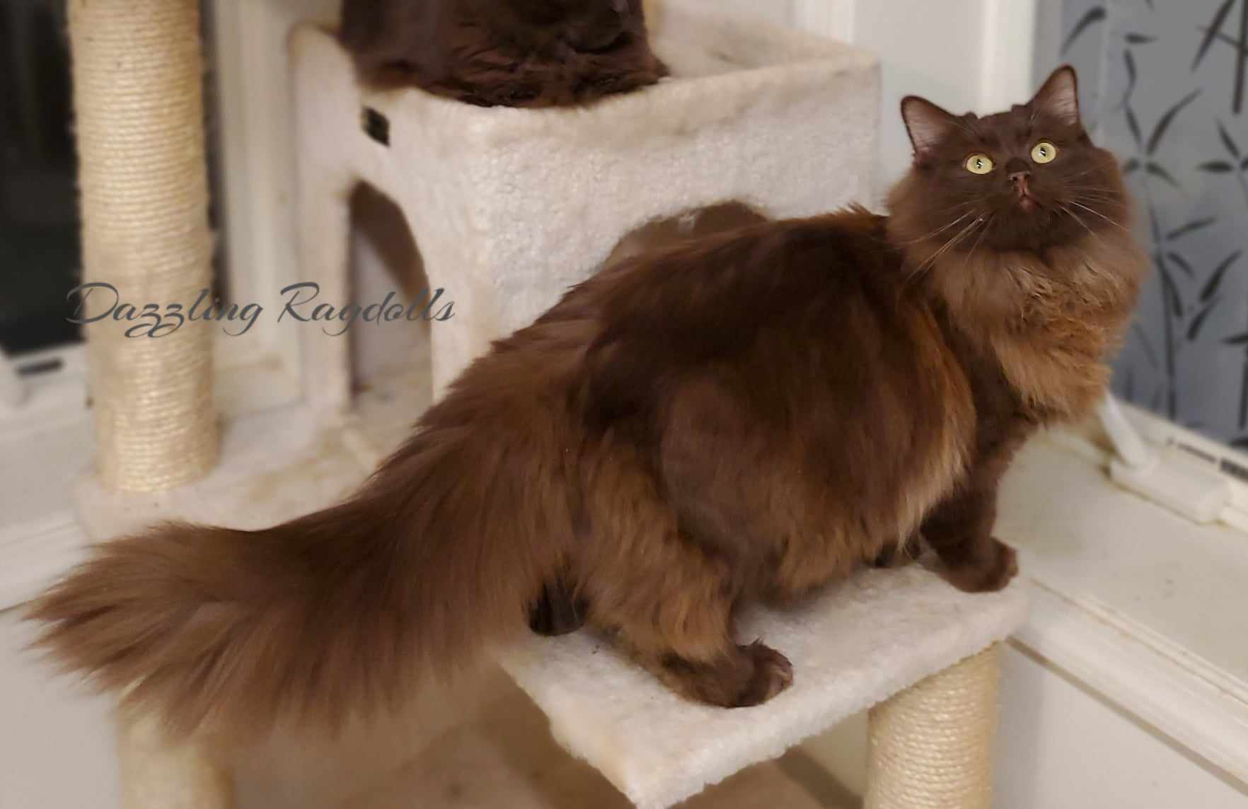 Chocolate Solid Ragdoll